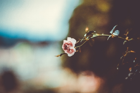 Nature branch blossom light Photo