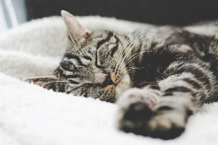 Foto Anak kucing mamalia merapatkan
