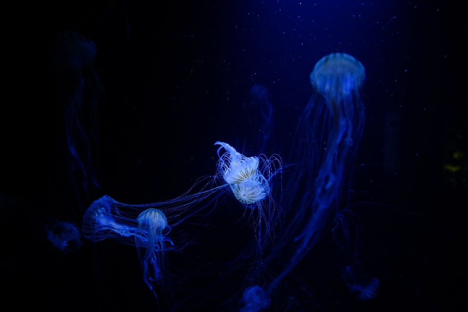 Biologia ciemność
 meduza niebieski