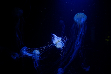 Foto Biologi kegelapan
 ubur biru