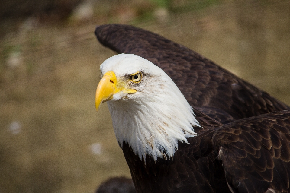 Vogel flügel tierwelt schnabel