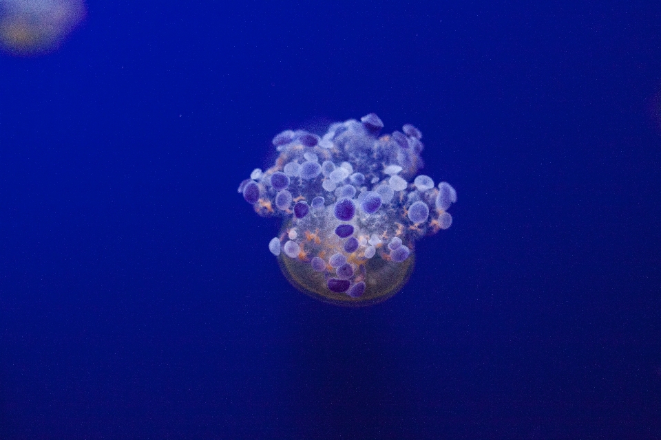 水下 生物学 海蜇 蓝色的