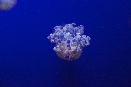 Underwater biology jellyfish blue Photo