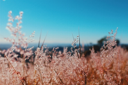 Tree nature grass branch Photo