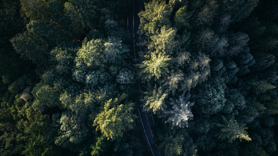 Tree nature forest branch