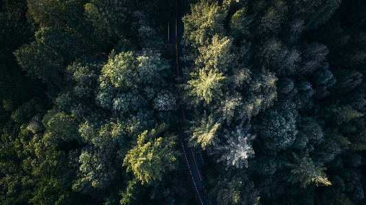 Tree nature forest branch Photo