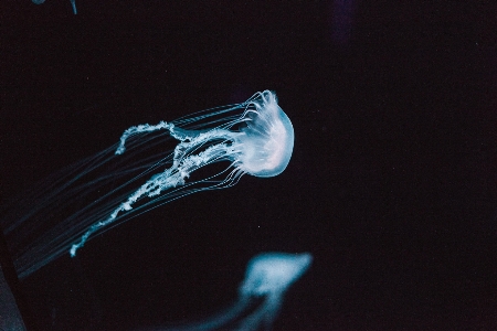 Hand light reflection biology Photo