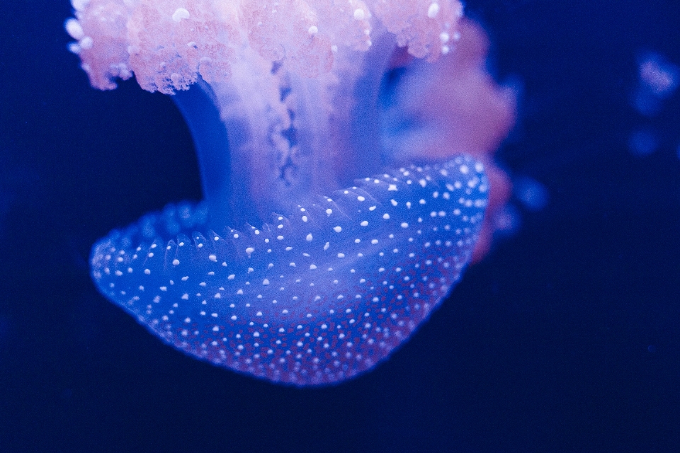 Submarino biología medusa azul