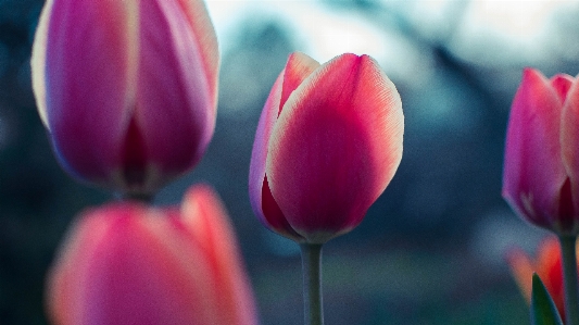 Foto Pianta fiore petalo tulipano