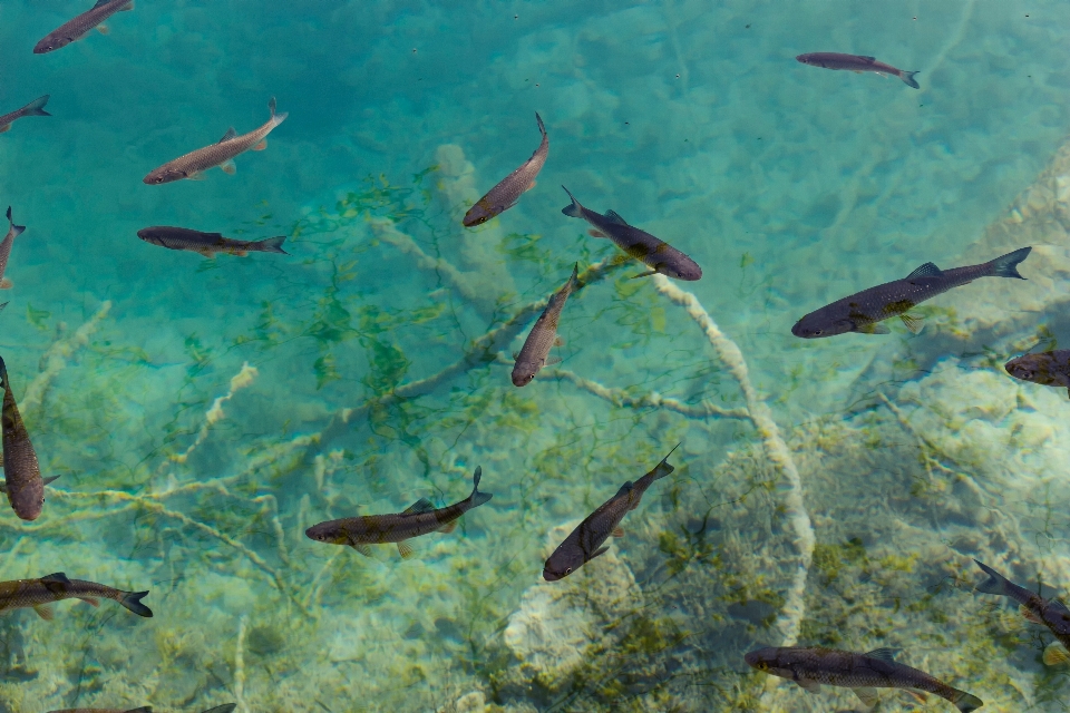 Meer ozean unter wasser biologie