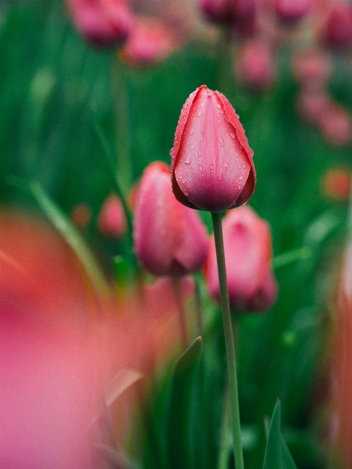 Anlage fotografie blume blütenblatt