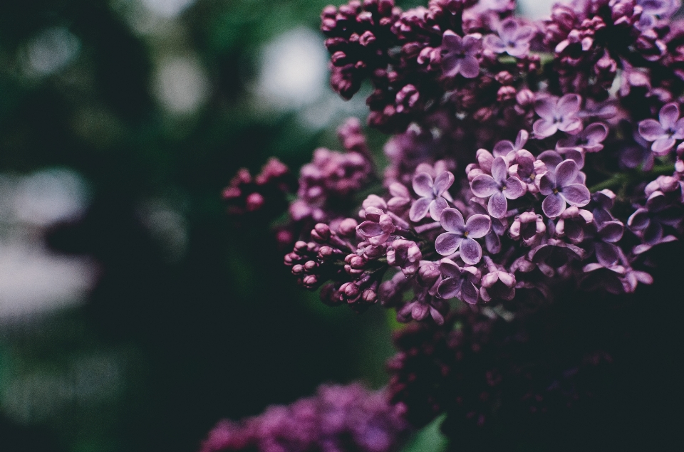 自然 ブランチ 花 植物