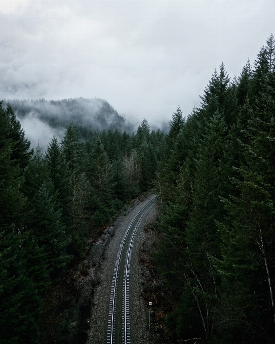 Paisagem árvore floresta montanha