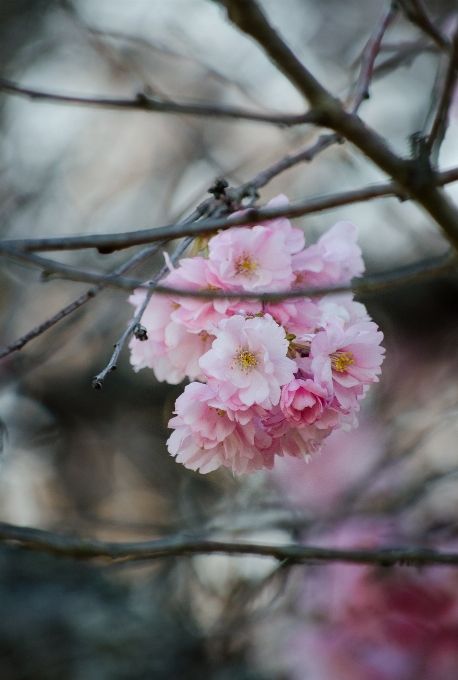 木 ブランチ 花 植物