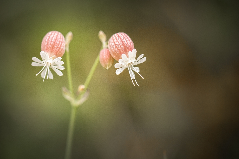 Natur blüte anlage fotografie