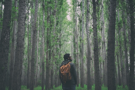 木 自然 森 荒野
 写真