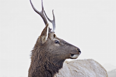 Foto Margasatwa rusa klakson mamalia