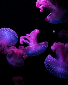 Purple petal biology jellyfish Photo