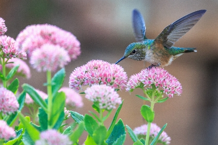 Nature branch blossom bird Photo