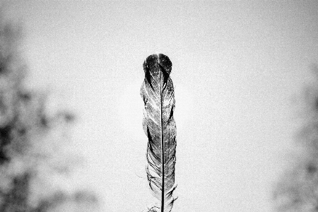 Photo Main arbre bifurquer neige