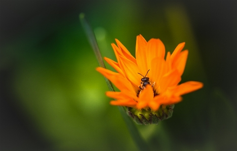 Foto Natureza florescer plantar fotografia