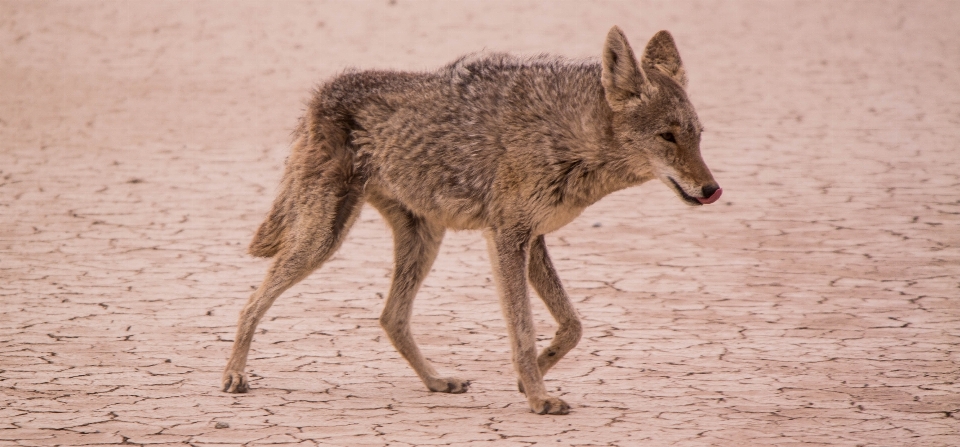 Animali selvatici mammifero coyote fauna