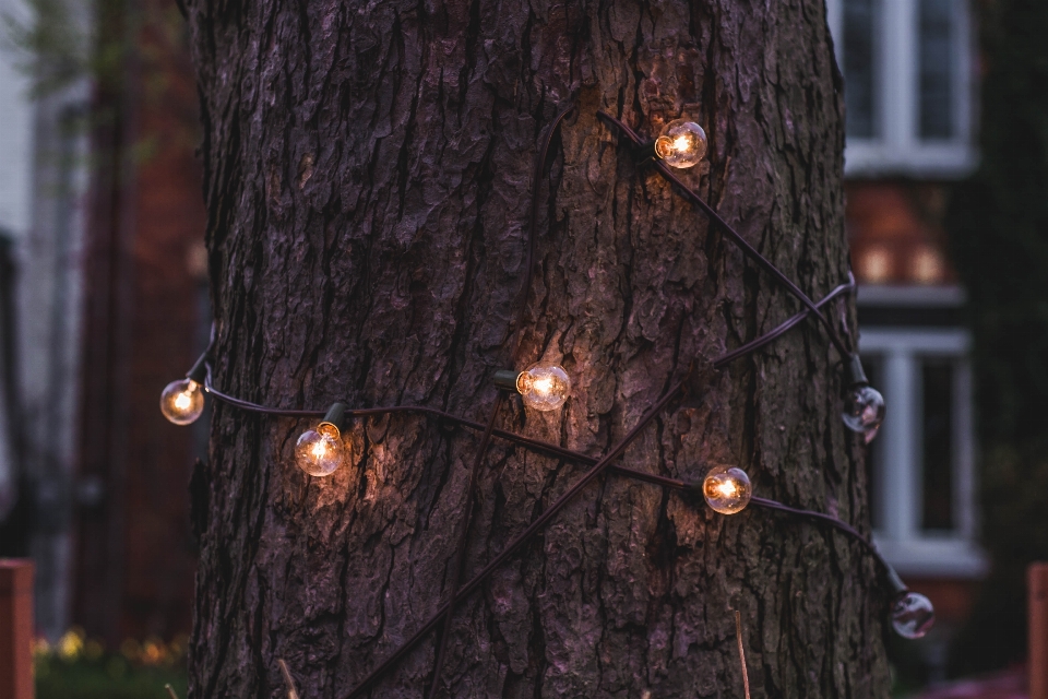 Albero leggero notte autunno