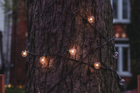 Baum licht nacht herbst Foto