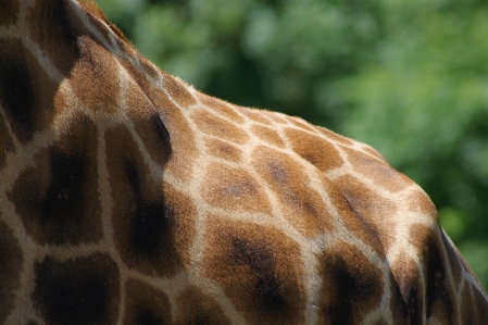 Foto Animais selvagens jardim zoológico mamífero juba
