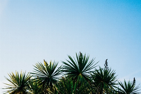 Beach sea coast tree Photo