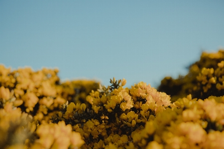 Tree nature blossom cloud Photo