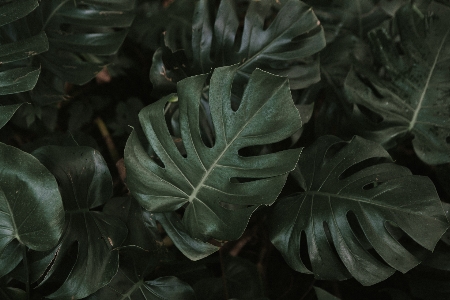 植物 葉 花 花弁 写真