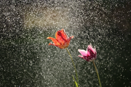 Foto Pianta piovere foglia fiore