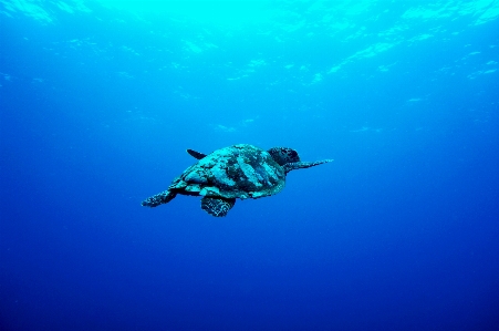 Diving underwater biology turtle Photo