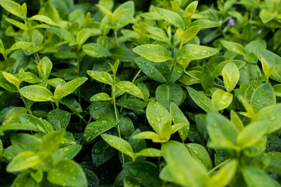 Pianta foglia fiore verde