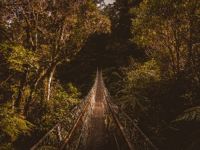 Foto árbol naturaleza bosque rama