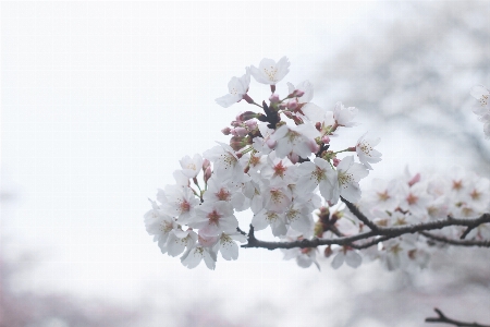 ブランチ 花 雪 植物 写真