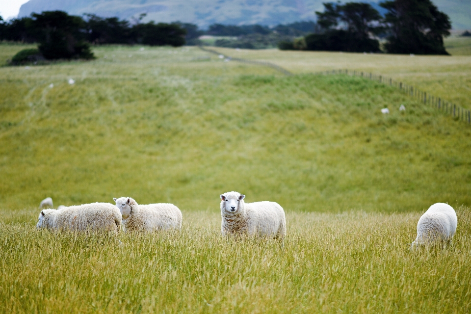 Grama campo fazenda prado
