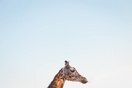 Foto Mamalia jerapah giraffidae
