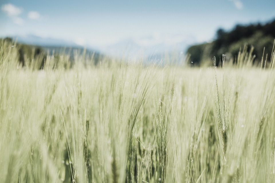 Erba pianta campo grano