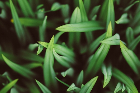 草 植物 葉 花 写真