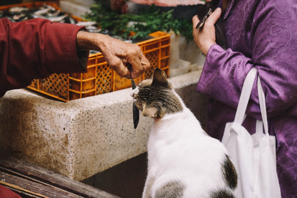 Kedi yavrusu memeli küçük ila orta boy kediler
