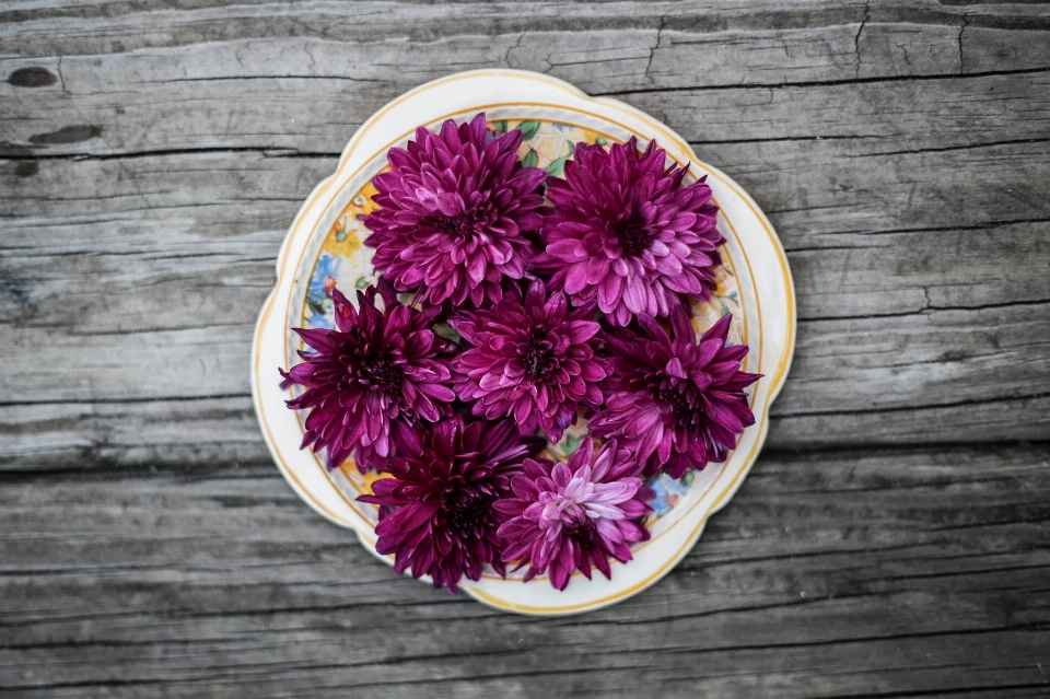 Plantar folha flor roxo