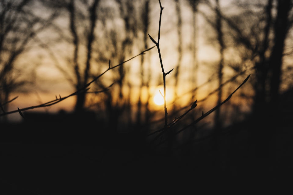 Tree nature forest grass