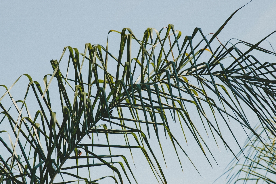 树 草 分支 植物