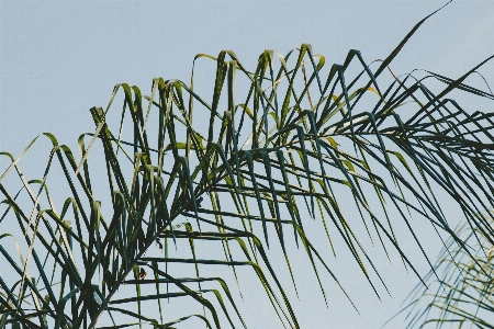 Tree grass branch plant Photo