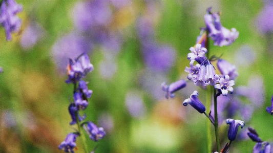 Doğa çiçek bitki çayır
 Fotoğraf