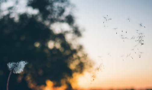 Foto Natureza filial nuvem céu