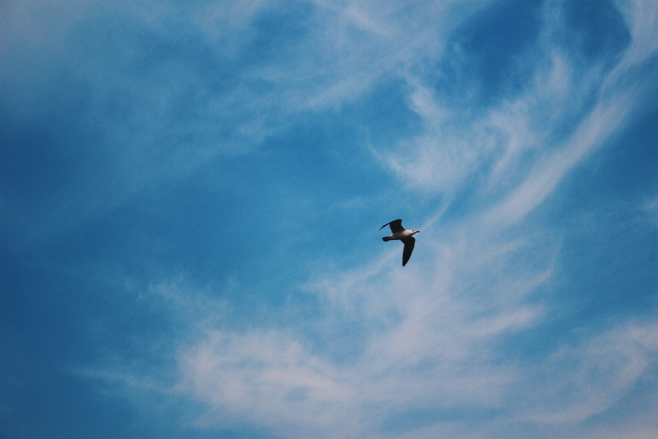 Mer oiseau aile nuage