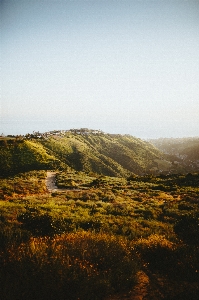 Landscape sea coast tree Photo